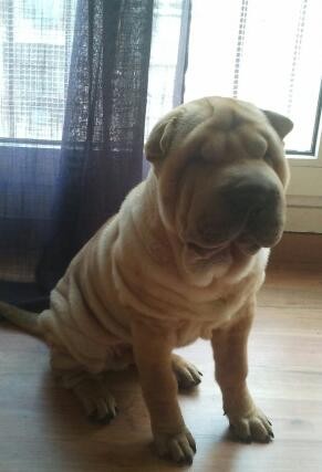 rocky!! rocky!!